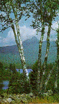 white birch